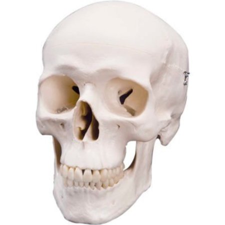 FABRICATION ENTERPRISES 3B® Anatomical Model - Classic Skull, 3-Part 967133